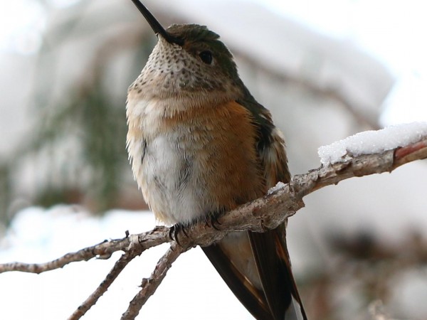 Rufous Hummingbird in snowy conditions in Colorado.