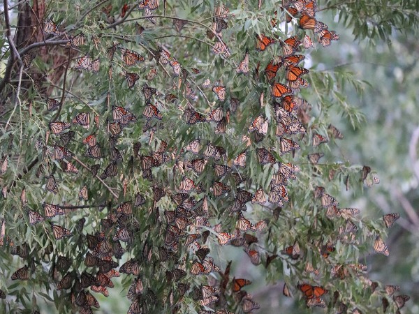 Monarch Roost in Kansas