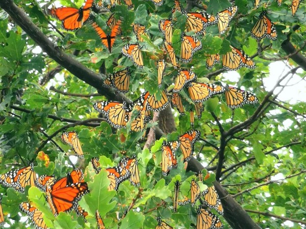 Monarch roost in Ontario