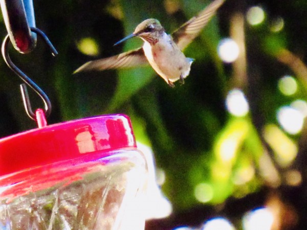 Ruby-throated Hummingbird in Kentucky.