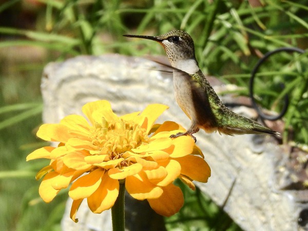 Female Ruby-throated Hummingbird in Minnesota.