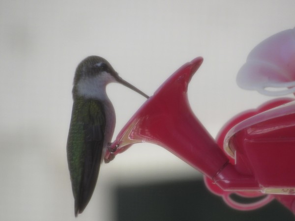 Ruby-throated Hummingbird at feeder.