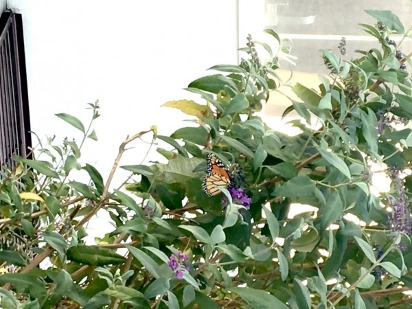 Monarch nectaring in Utah.