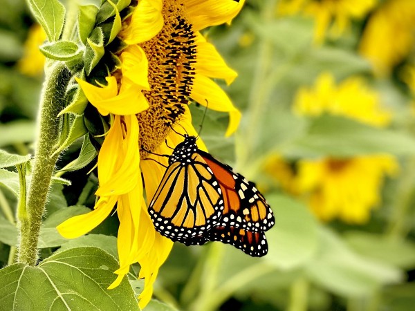 Monarch nectaring on sunflower.
