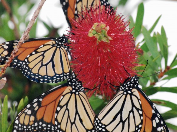 Monarchs nectaring in Alabama