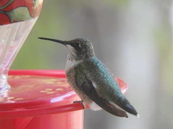 Hummingbird at feeder in Oklahoma.