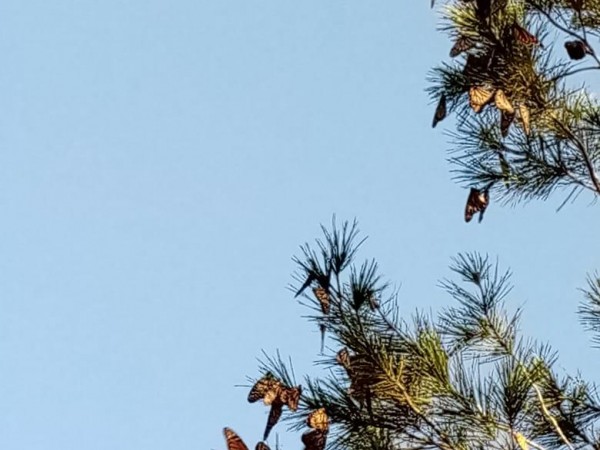 Monarch roost in Saltillo, Mexico.