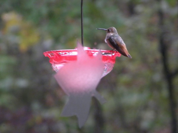 Surprise Rufous Hummingbird in Massachusetts