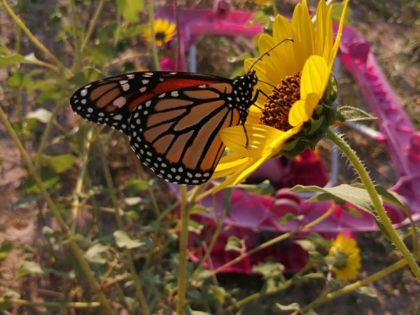 Monarch nectaring in Mexico