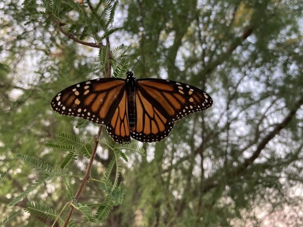 Monarch resting on Huisache