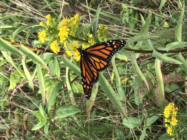 Monarch in New Jersey