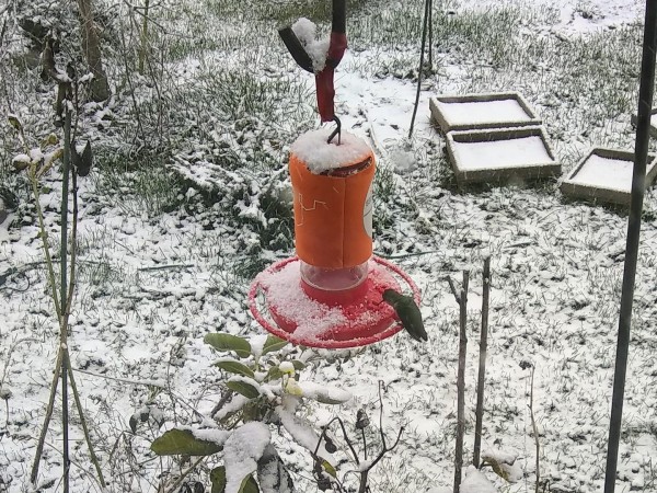 Hummingbird feeding in snowy conditions.