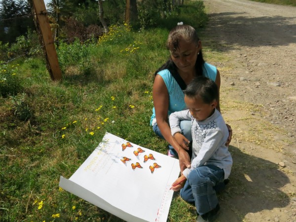 Little Rafael trying to mark ZERO monarchs on our monitoring map. 