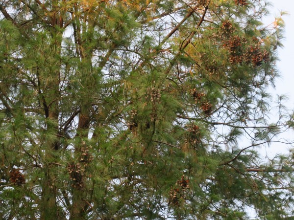 Clusters of Monarchs in El Cerrito.