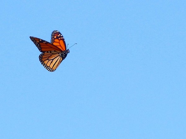 Flying monarch.