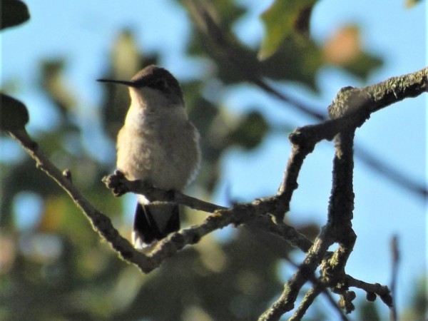 Hummingbird perched in Texas.