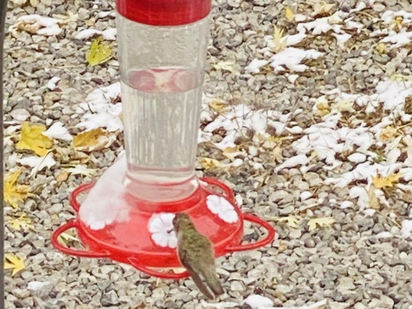 Ruby-throated Hummingbird feeding in Kansas.