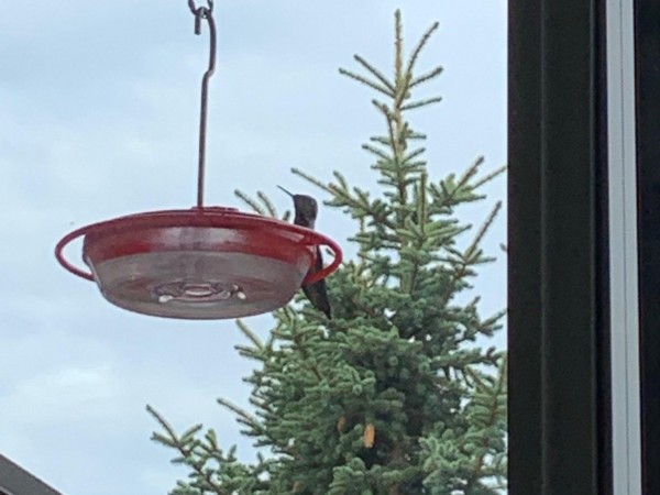 Hummingbird at feeder in Seattle, WA.