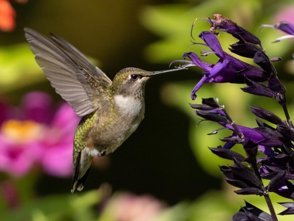 Female hummingbird nectaring in Michigan.