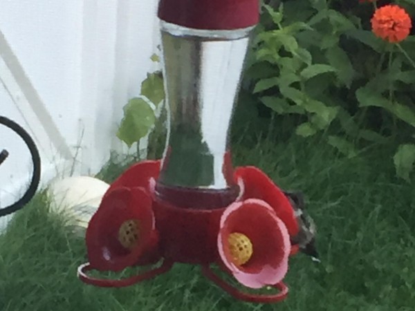 Hummingbird at feeder in Illinois.