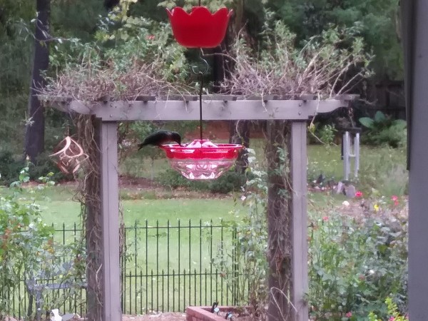 Hummingbird nectaring in Mississippi