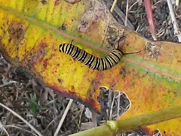 Caterpillar in Ohio.