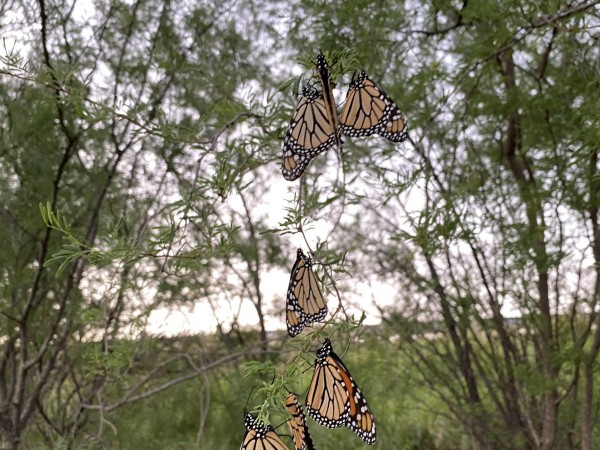 Monarchs roosting close to border.