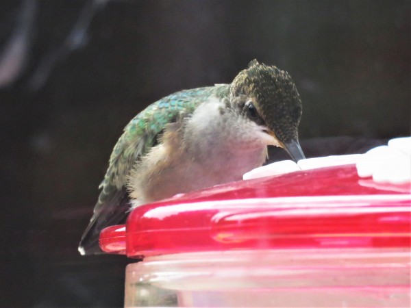 Female Ruby-throated Hummingbird at feeder in Ontario.