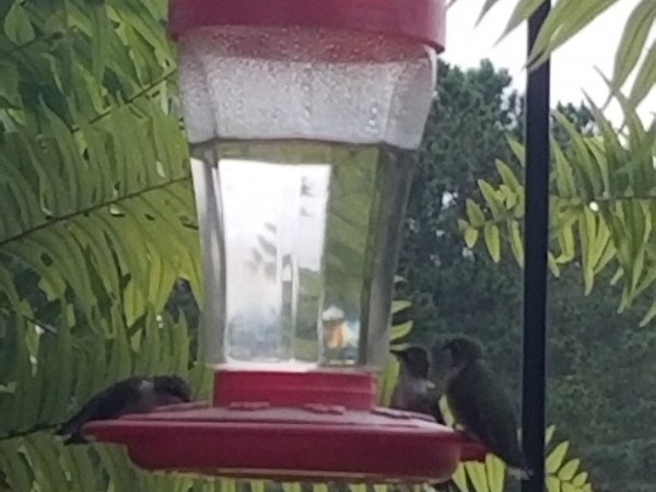 Hummingbirds at feeder in South Carolina.