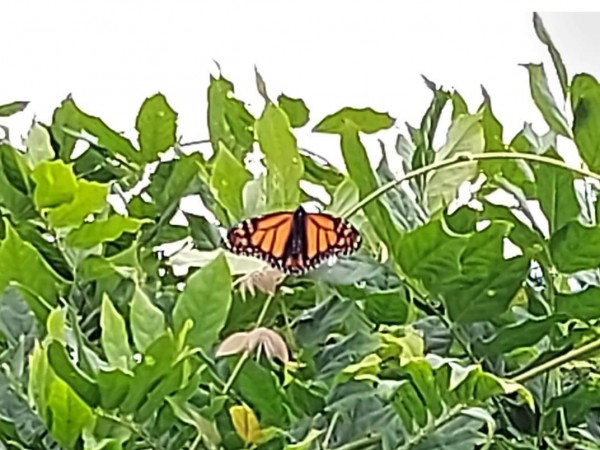 Monarch in Nova Scotia