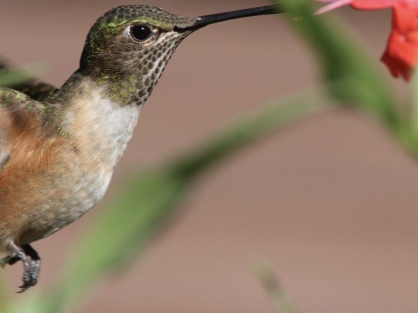 Hummingbird nectaring in New Mexico