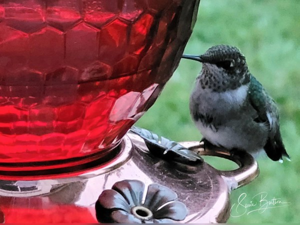 Juvenile Ruby-throated Hummingbird at feeder.