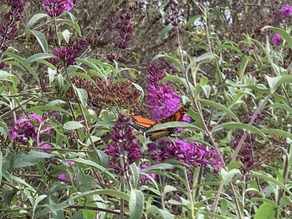 Monarchs nectaring in North Carolina