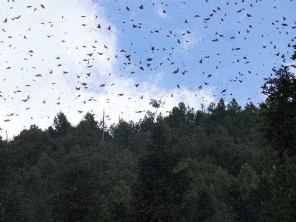 Monarchs fill the sky in Mexico.