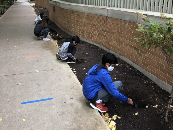 Students planting tulips in Chicago, IL.