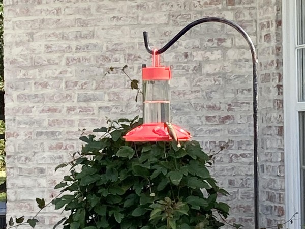 Rufous Hummingbird at feeder.