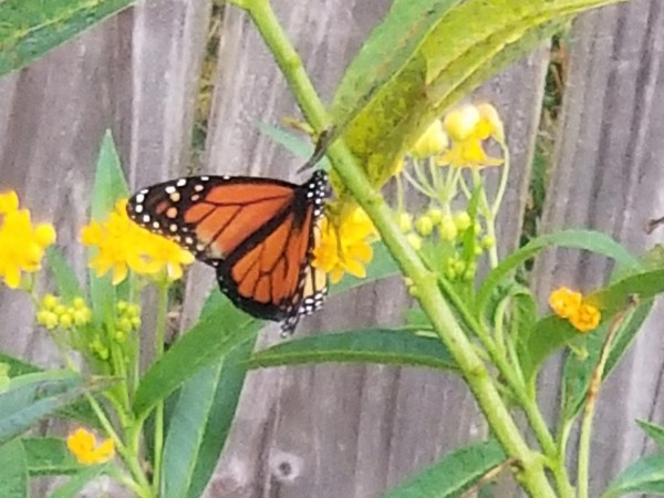 Monarch in yard.