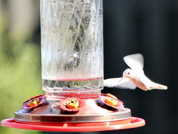 Albino Hummingbird in Alabama.