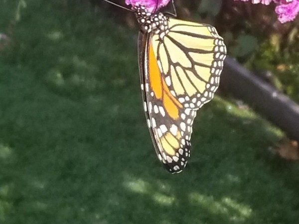 Monarch in Fairfield, California