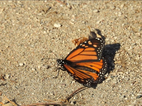 Monarch at Point Pelee National Park