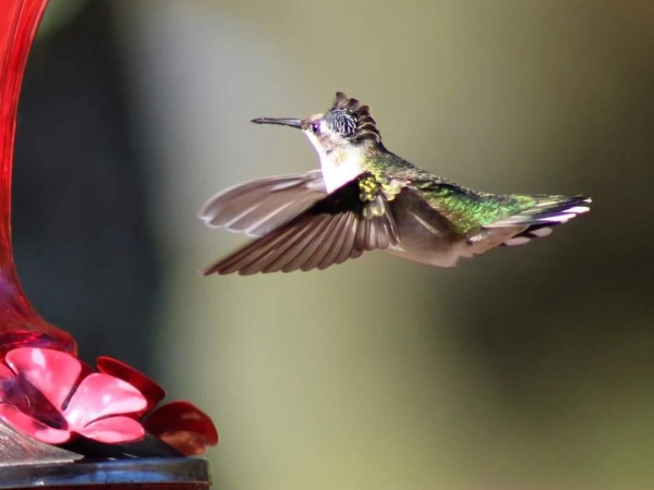 Hummingbird at feeder in Missouri.