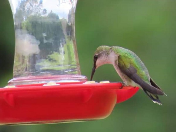 Hummingbird at feeder. 