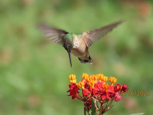 Calliope Hummingbird in Louisiana.