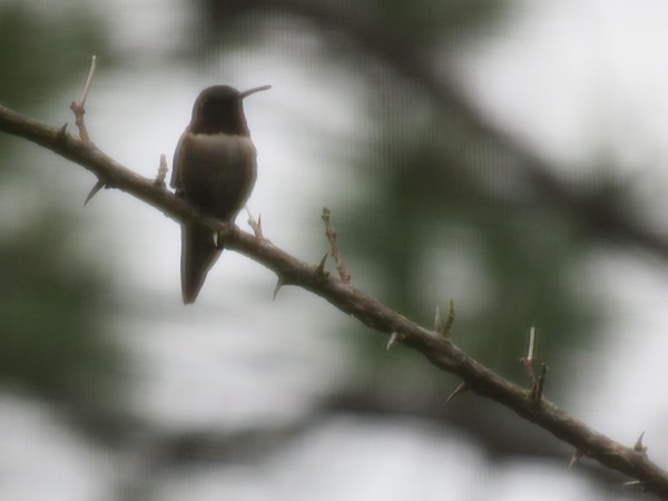 Hummingbird in Florida.