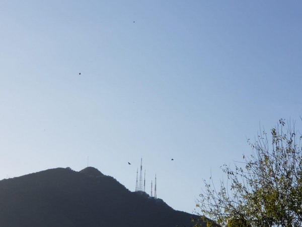 Monarchs in Monterrey