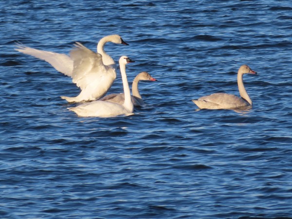 Tundra Swan Family
