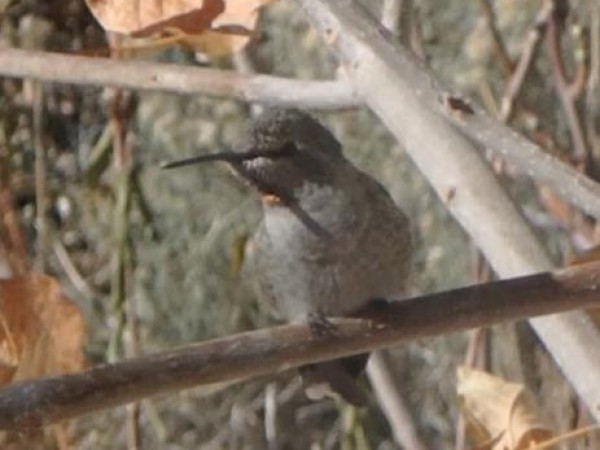 Anna's Hummingbird in Nevada.