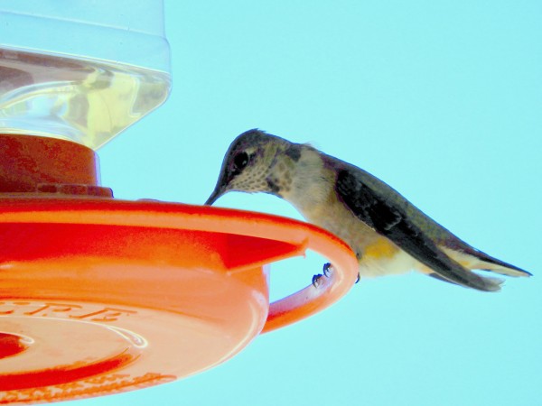 Hummingbird at feeder in Texas.