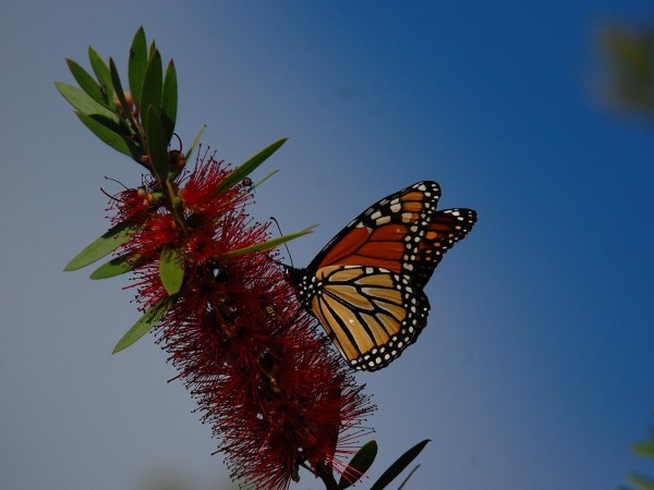 Monarch nectaring in Georgia.