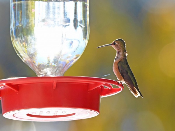 Rufous Hummingbird in Texas